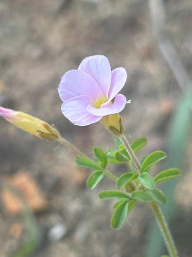 Multistem Sorrel (Oxalis multicaulis)