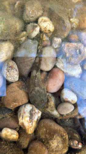 Cottus perifretum