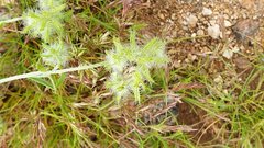 Cryptantha nevadensis