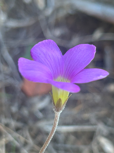Fynbos Sorrel (Oxalis truncatula)