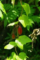 Passiflora rubra