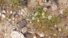 Cryptantha nevadensis