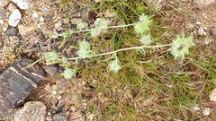 Cryptantha nevadensis