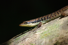 Emoia tuitarere