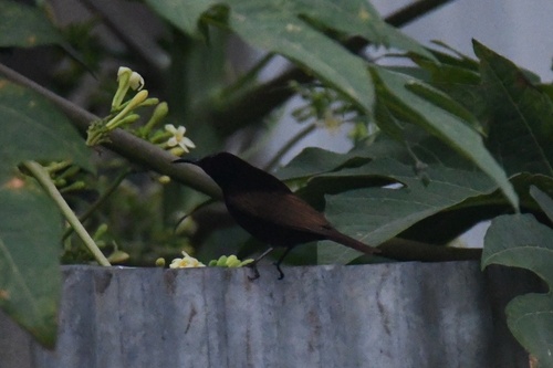 Scarlet-chested Sunbird