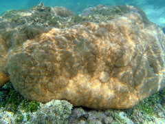 Leptoria phrygia