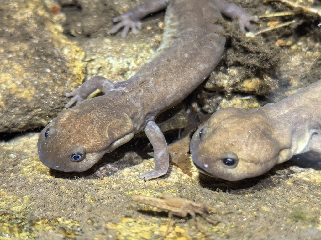 Shangcheng Salamander