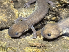 Shangcheng Salamander photo 1