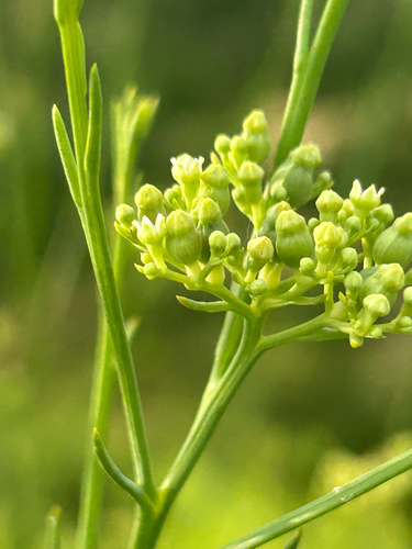 Tall Rootthug (Thesium strictum)