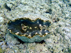 Tridacna derasa