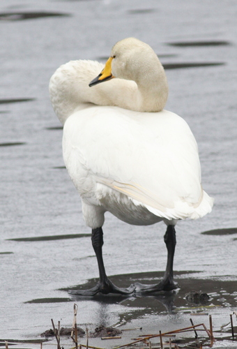 Cisne cantor (Cygnus cygnus)