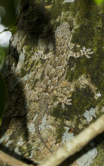 Hemidactylus platycephalus