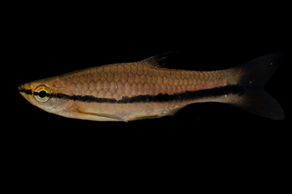 Brilliant Rasbora