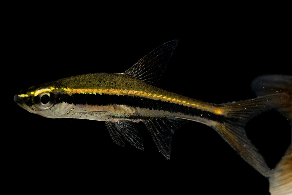 Graceful rasbora (Trigonopoma gracile) — Cyprinidae