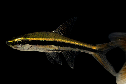 Sierlijke rasbora (Trigonopoma gracile) — Cyprinidae