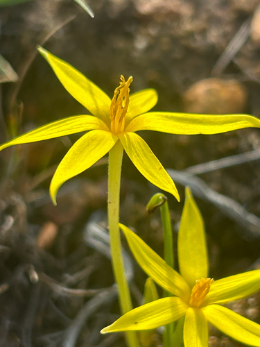 Plough Star (Empodium plicatum)