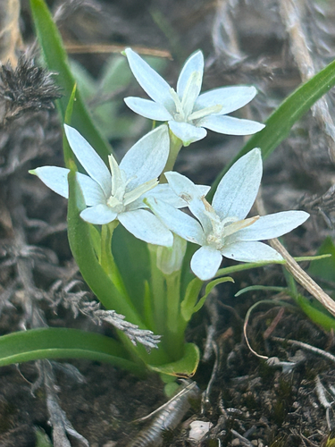 Mini Capestar (Pauridia minuta)