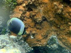 Chaetodon reticulatus