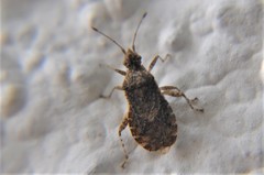 Aufeius impressicollis