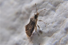 Aufeius impressicollis