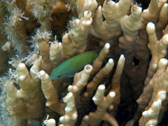 Chromis atripectoralis
