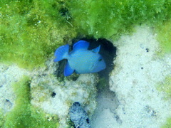 Pseudobalistes fuscus