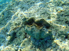 Tridacna derasa