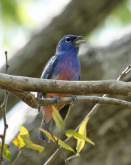 Passerina rositae