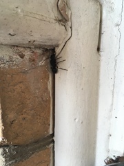 Polyrhachis femorata