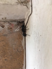 Polyrhachis femorata