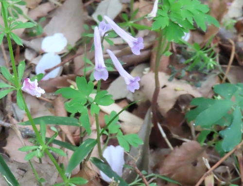 Decumbent corydalis (Corydalis decumbens)