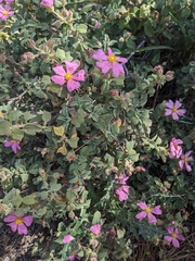 Cistus parviflorus, photograph (c) Marios Thoma, some rights reserved (CC BY)