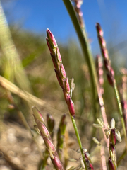 Mibora minima, photograph (c) Terry Instone, some rights reserved (CC BY)