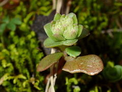 Sedum ternatum