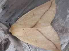 Descoreba simplex