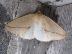Descoreba simplex