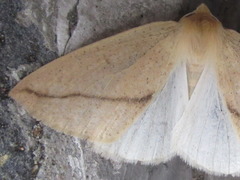Descoreba simplex