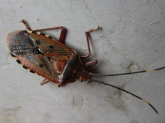 Urochela quadrinotata