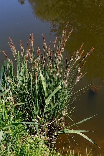 Tufted Sedge (Carex elata)