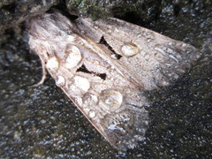 Orthosia carnipennis