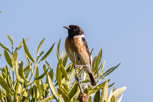 Avistamiento Saxicola rubicola