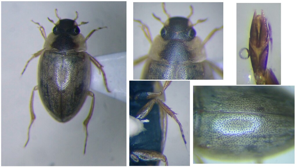 Laccobius femoralis mulsanti