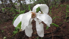 Magnolia kobus