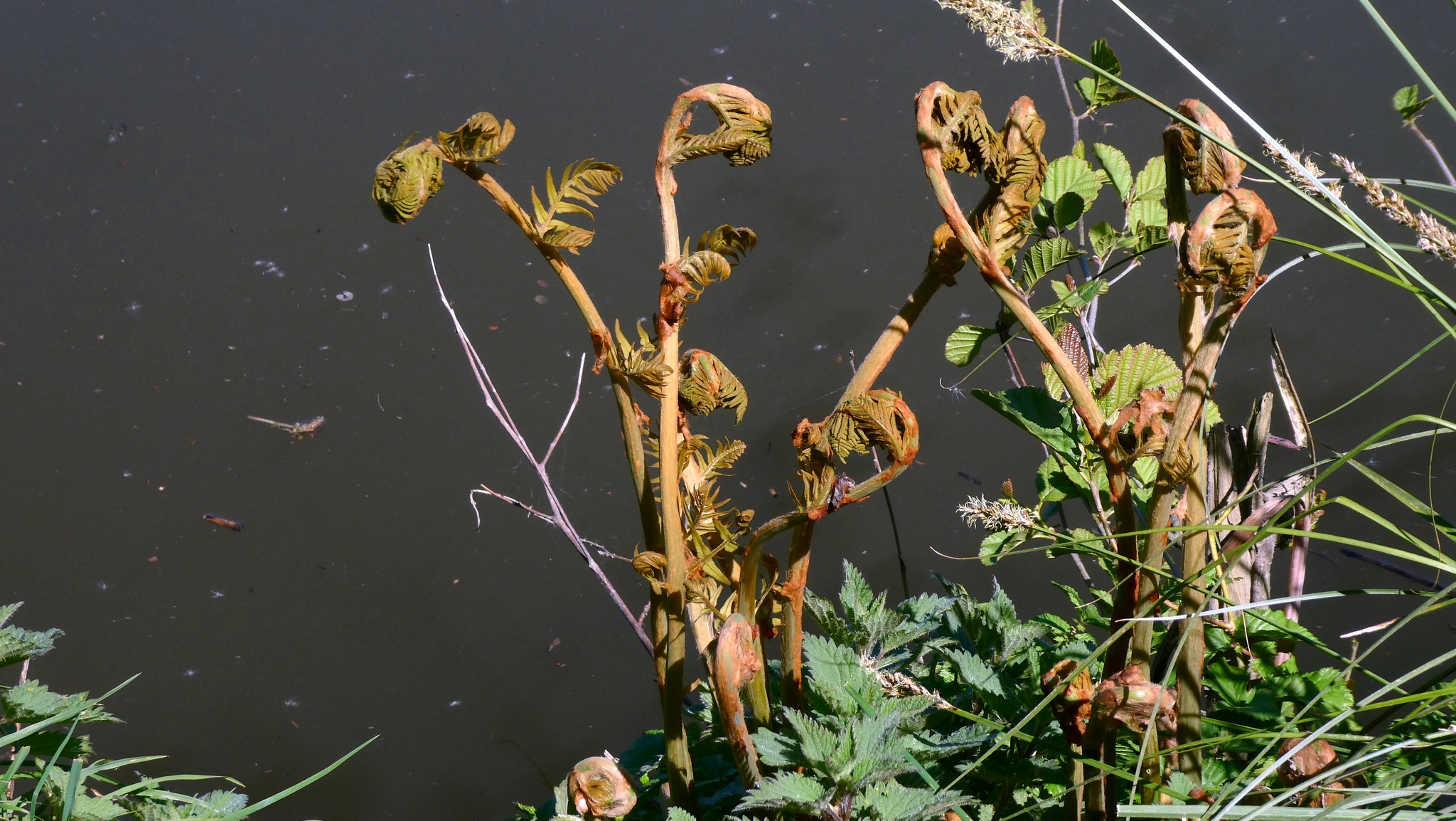 Royal Fern (Osmunda regalis)