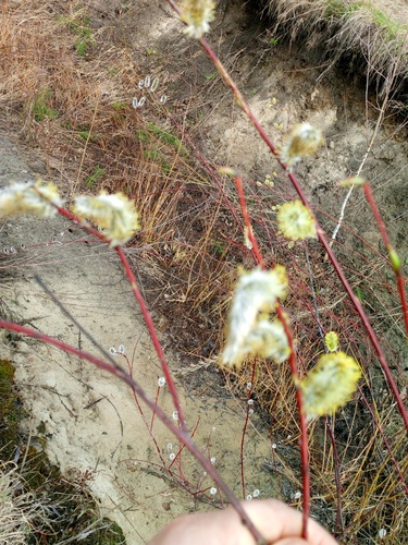 Siberian Violet-willow (Salix acutifolia)