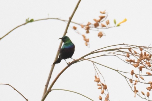 Marico Sunbird