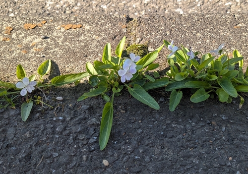 Viola betonicifolia (Viola betonicifolia)