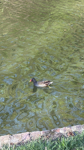 iNaturalist: (c) carina_junger, some rights reserved (CC BY-NC) iNaturalist image