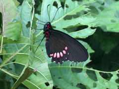 Parides erithalion polyzelus