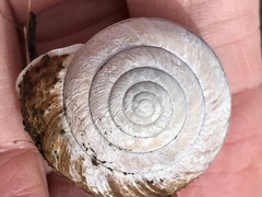 Helminthoglypta arrosa